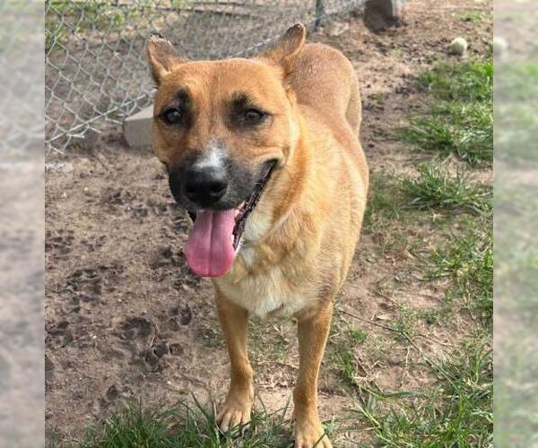 Medium Photo #2 Mutt Puppy For Sale in Conroe, TX, USA