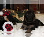 Small Photo #18 German Shepherd Dog Puppy For Sale in TACOMA, WA, USA