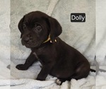 Small #2 Cane Corso