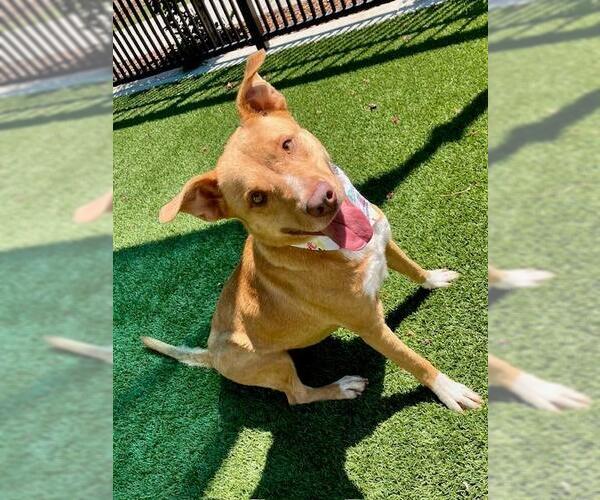 Medium Photo #2 Labrador Retriever-Unknown Mix Puppy For Sale in Baytown, TX, USA