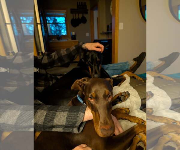 Medium Photo #8 Doberman Pinscher Puppy For Sale in Buffalo, MN, USA