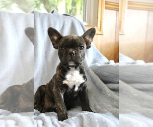 Medium French Bulldog