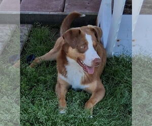 Medium Australian Shepherd Mix