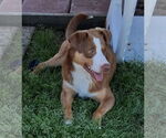 Small Australian Shepherd Mix