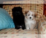 Small Photo #16 Pom-Shi Puppy For Sale in DINWIDDIE, VA, USA