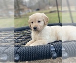Small Photo #12 Golden Retriever Puppy For Sale in MORGANTOWN, IN, USA