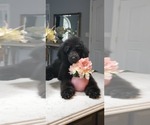 Small Photo #2 Poodle (Standard) Puppy For Sale in BRONX, NY, USA