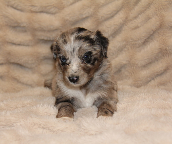 Medium Photo #2 Australian Shepherd Puppy For Sale in STEWART, MS, USA
