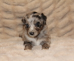 Small #1 Australian Shepherd
