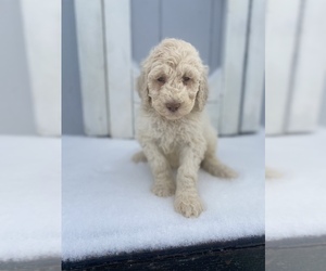 Golden Retriever-Goldendoodle Mix Puppy for sale in BELLVILLE, OH, USA