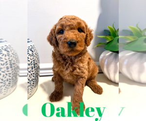 Goldendoodle Puppy for sale in ROCKY MOUNT, NC, USA