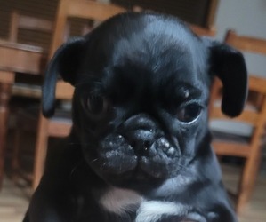 Pug Puppy for sale in ROCKDALE, TX, USA