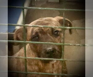 Brenda Lee - Female Feist Terrier-Unknown Mix Dog for Adoption - Photo #2