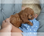 Small #3 Cavapoo