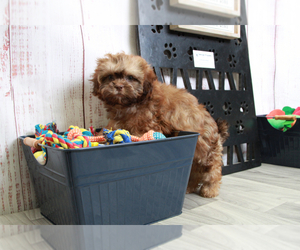 Shih-Poo Puppy for sale in MARIETTA, GA, USA