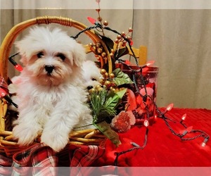 Maltipoo (Miniature) Puppy for sale in BRANSON, MO, USA