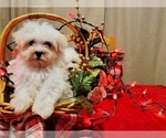 Small Maltipoo (Miniature)