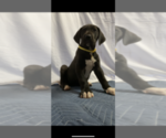 Small Photo #6 Great Dane Puppy For Sale in FONTANA, CA, USA