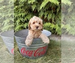 Small #2 Cockapoo