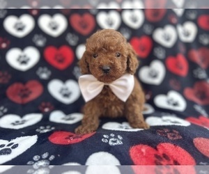 Goldendoodle (Miniature) Puppy for sale in LAKELAND, FL, USA