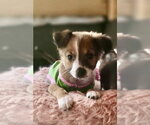 Harley - Female Labrador Retriever-Unknown Mix Dog for Adoption - Small photo