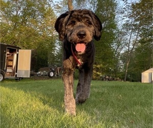 Mother of the Saint Berdoodle puppies born on 04/16/2026