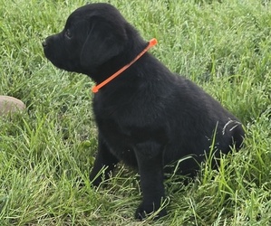 Labrador Retriever Puppy for sale in WESTFIELD, NC, USA