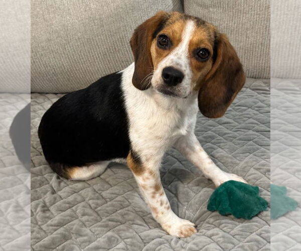 Medium Photo #5 Beagle Puppy For Sale in Dunnellon, FL, USA