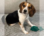 Small Photo #5 Beagle Puppy For Sale in Dunnellon, FL, USA