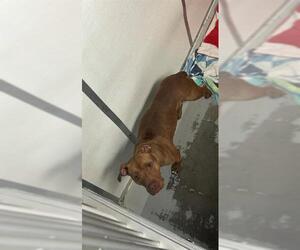 Staffordshire Bull Terrier Dogs for adoption in Sugar Land, TX, USA