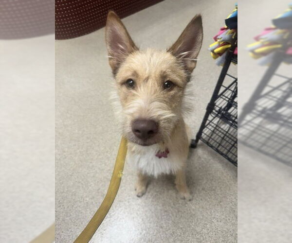 Medium Photo #13 Mutt Puppy For Sale in Grafton, WI, USA