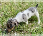 Small Photo #32 Jack Russell Terrier Puppy For Sale in FORT PIERCE, FL, USA