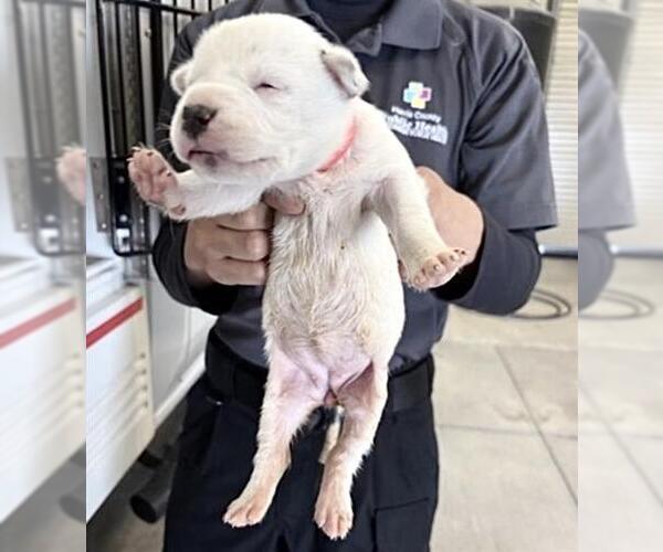 Medium Photo #1 Mutt Puppy For Sale in Houston, TX, USA