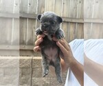Small #22 French Bulldog