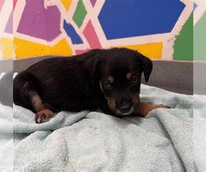 German Shepherd Dog Dogs for adoption in Baytown, TX, USA