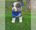 Image preview for Ad Listing. Nickname: Dash