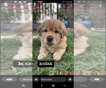 Puppy Kodak Bernese Mountain Dog-Chinese Shar-Pei Mix