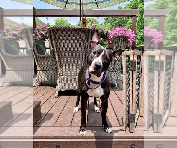 Medium Photo #3 American Pit Bull Terrier-Unknown Mix Puppy For Sale in New York, NY, USA
