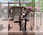Small #2 American Pit Bull Terrier Mix