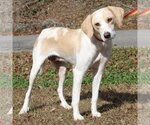 Small Photo #1 Labrador Retriever-Unknown Mix Puppy For Sale in Prattville, AL, USA