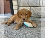 Small Photo #31 Golden Retriever Puppy For Sale in WOLCOTT, IN, USA