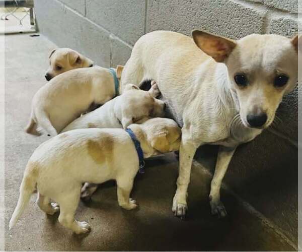 Medium Photo #2 Chihuahua-Unknown Mix Puppy For Sale in Minneapolis, MN, USA