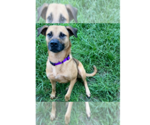 Mountain Cur-Unknown Mix Dogs for adoption in Greenbelt, MD, USA