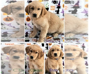 Golden Retriever Puppy for Sale in MOUNT GILEAD, North Carolina USA