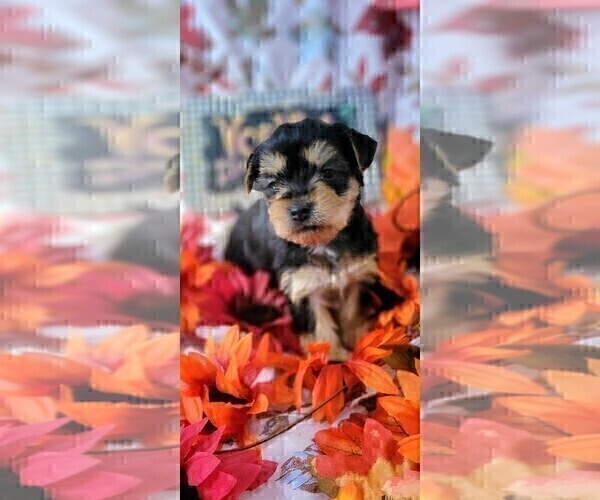 Medium Photo #7 Yorkshire Terrier Puppy For Sale in AKRON, OH, USA