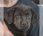 Small #4 Rottweiler Mix