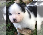 Small Photo #4 Pomsky Puppy For Sale in BAXTER, TN, USA