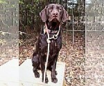 Small Photo #1 Labrador Retriever Puppy For Sale in BONAIRE, GA, USA