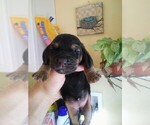Small Photo #38 Basset Hound Puppy For Sale in PETERSBURG, IN, USA