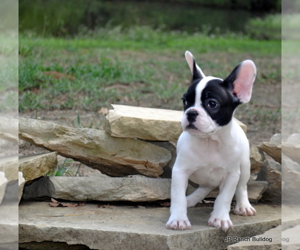 Medium Photo #2 French Bulldog Puppy For Sale in ROYSE CITY, TX, USA